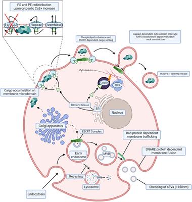 Extracellular vesicles in hematological malignancies: EV-dence for reshaping the tumoral microenvironment